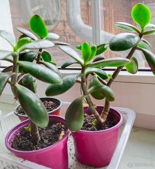 Tlustice, kopřiva, kalanchoe - 6