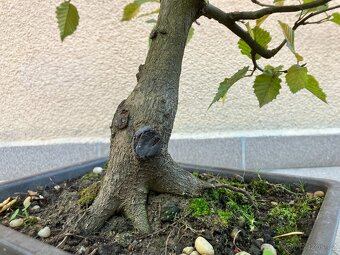 Bonsai, Bonsaj, jamadori, habr obecný - 6