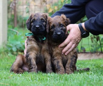 PLAVÁ ŠTĚŇÁTKA BRIARDŮ - 6