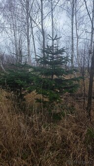 Vanoční Jedle kavkazská - 6