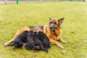 Štěňata - Německého ovčáka - 6