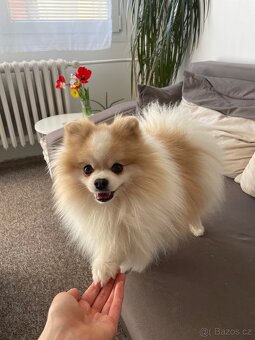 Pomeranian creme-sable ke krytí s PP a s bonitací - 6