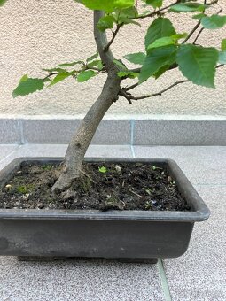 Bonsai, Bonsaj, jamadori, habr - 6