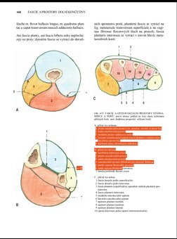 Prodam knihy, Anatomie 1,2,3 (R.Cihak) a Netter - 6