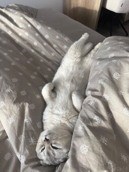 Britská Chinchilla - 6