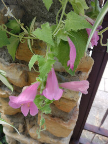 Pokojové rostliny - 6