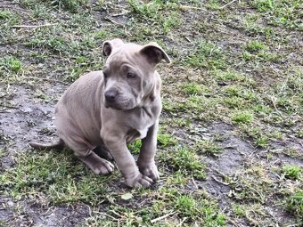 Americký pitbulterier pitbul pitbull - 6