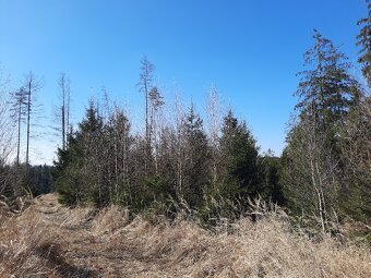 Les Černovice u Tábora - 6