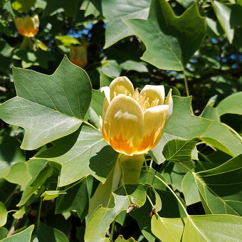 Liliovník tulipánokvětý - 6