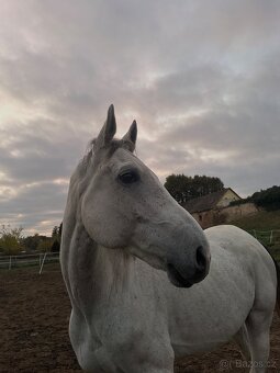 Prodám 9 letého valacha - 6