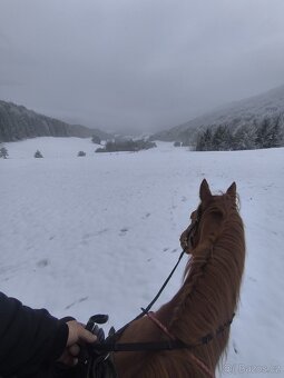 Predam žrebca anglickeho plnokrvnika A1/1 - 6