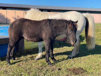 Shetland pony valasek s PP - 6
