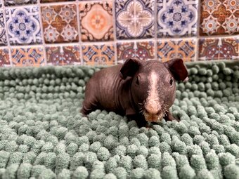 Samečci skinny morčátek - 6