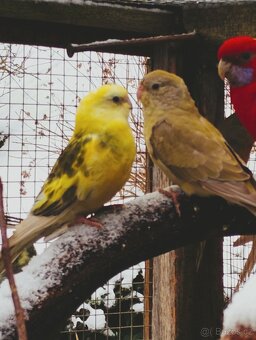 PAPOUŠEK ZPĚVAVÝ - 6