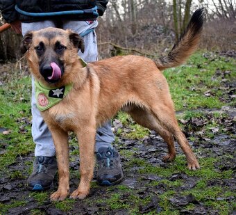AMIGO K ADOPCI - 1 ROK, HRAVÝ, PŘÁTELSKÝ, VHODNÝ K DĚTEM - 6