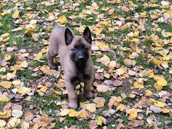 Belgicky ovcak malinois - 6