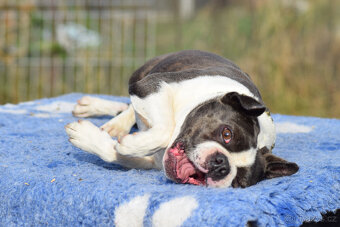 bostonský teriér s PP - modrý+lilac pejsek, modrá holčiča - 6