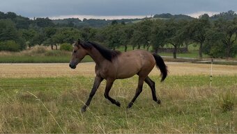Prodáme 1,5 letou klisnu Českého teplokrevníka, ČT - 6