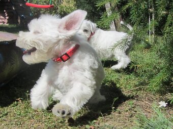 CHS Švarcava - Knírač malý bílý s PP - 6