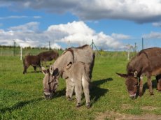 Miniaturní středozemní osel - mini oslík - 6