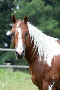 Připouštění jedinečným APH hřebcem HB Keenshow Rooster - 6