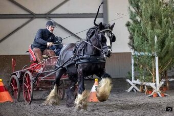 Hrebecek Irský Cob k zamluveni - 6