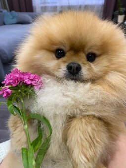 pomeraniany - 6