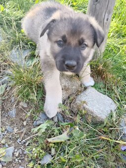 Štěňata Borderkolie a Labradora - 6