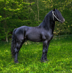 Připouštění černým hřebcem Welsh Cob D - rok 2025 - 6