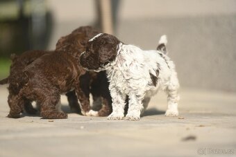 Lagotto Romagnolo s PP - 6