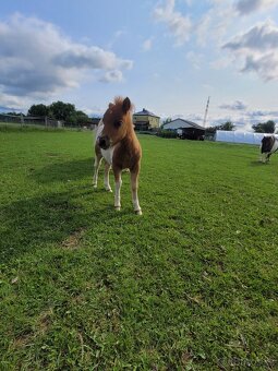 Shetland pony v mini typu- hřebečci - 6