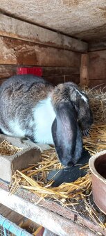 Francouzský  beran - 6