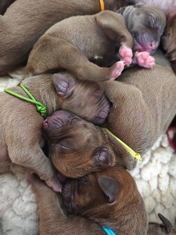 Americký pitbull teriér štěňata s PP - 6