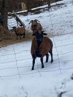 Kamerunský beran - 6