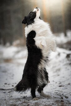 Border kolie s PP, pes ke krytí - 6