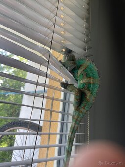 Chameleon - 6