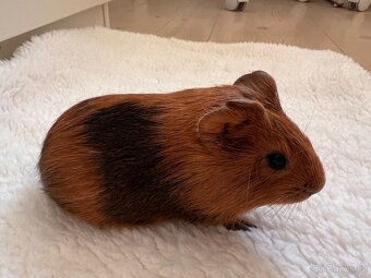 Na prodej roztomilá morčátka 🐹💛 - 6