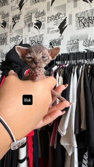 Kanadský Sphynx kaťata bez pp - 6