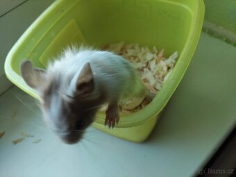 Osmák degu - 6