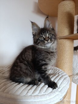 Mainská mývalí koťátka s PP - 6