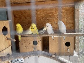 Papoušek vlnkovaný - TCB Andulka - 6