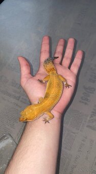 Gekončíci noční s vybaveným teráriem - 6