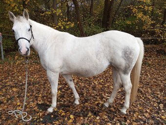 Paint horse klisna - 6