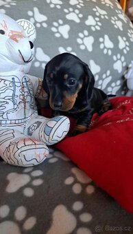 Jezevčík trpasličí - 6