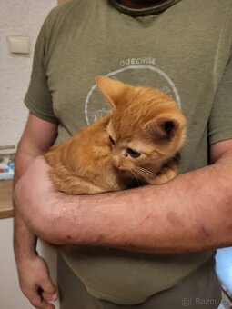 Darujeme koťátka - 6