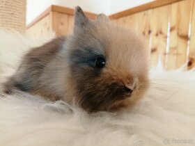 Zakrslý teddy králík - očkovaná mláďata teddíci - 6