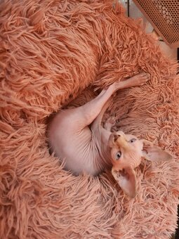 Sphynx - 6