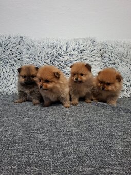 Pomeranian - 6