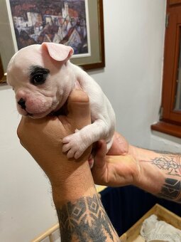 Francouzský buldoček - 6