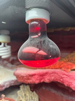 Prodám agamu+ všechny vybaveni. Rychlá koupe sleva 500 a vic - 6